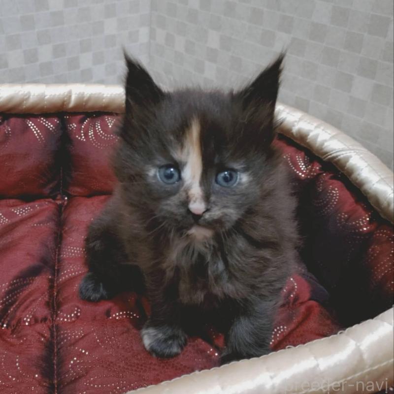 販売中の神奈川県のメインクーン-136758の4枚目