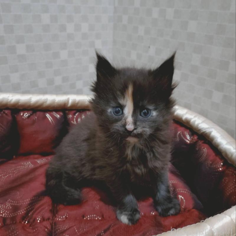 販売中の神奈川県のメインクーン-136758の3枚目