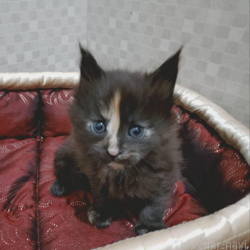 販売中の神奈川県のメインクーン-136758の2枚目