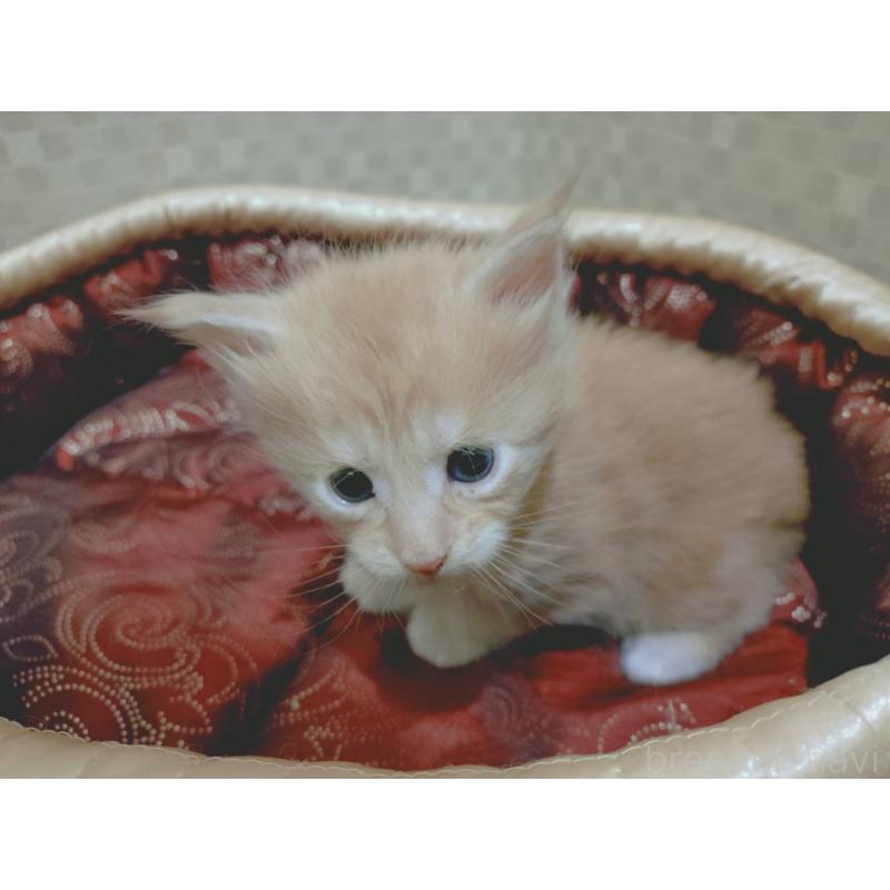 販売中の神奈川県のメインクーン-136759の6枚目