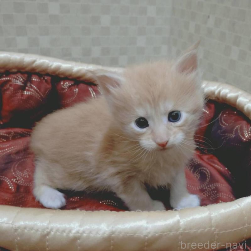 販売中の神奈川県のメインクーン-136759の5枚目