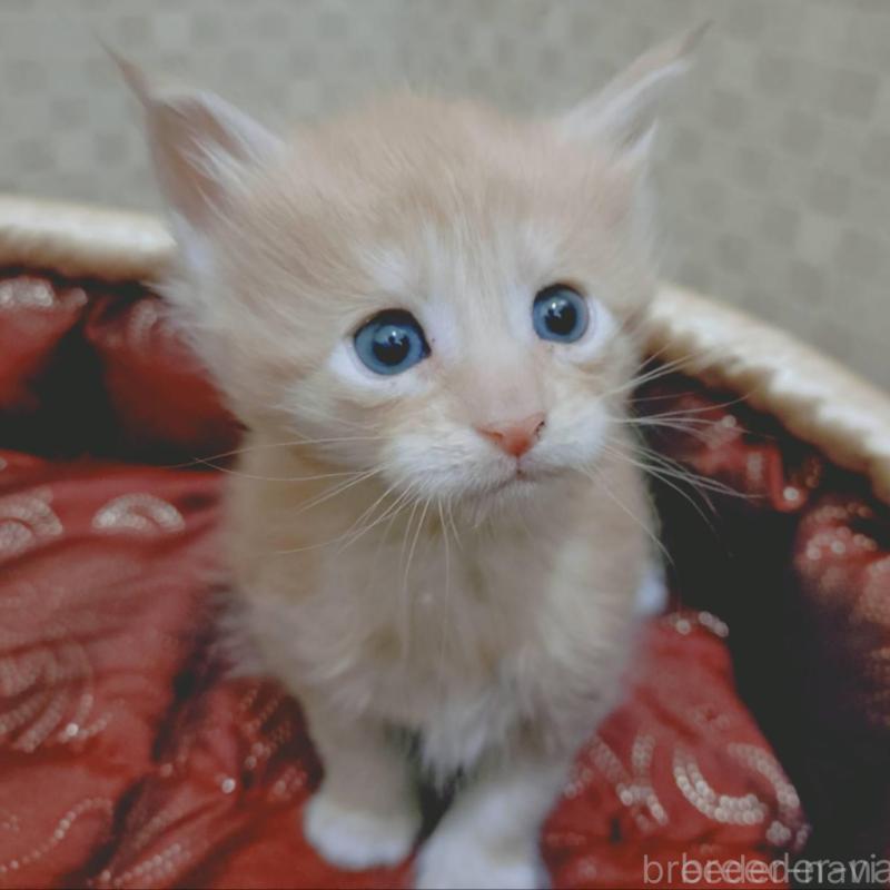 販売中の神奈川県のメインクーン-136759