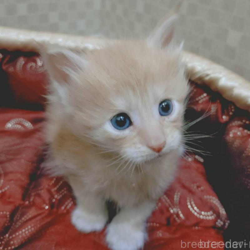 販売中の神奈川県のメインクーン-136759の4枚目