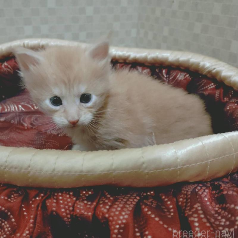 販売中の神奈川県のメインクーン-136759の3枚目