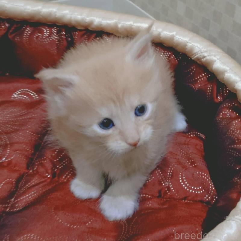 販売中の神奈川県のメインクーン-136759の2枚目