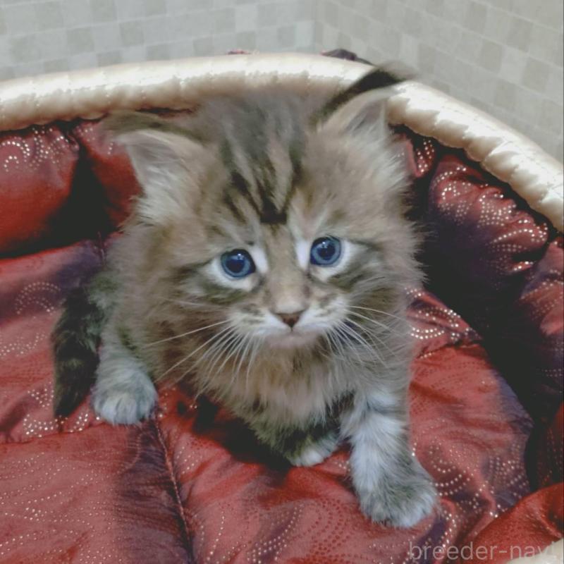 販売中の神奈川県のメインクーン-136760の5枚目