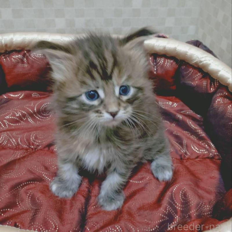 販売中の神奈川県のメインクーン-136760の4枚目