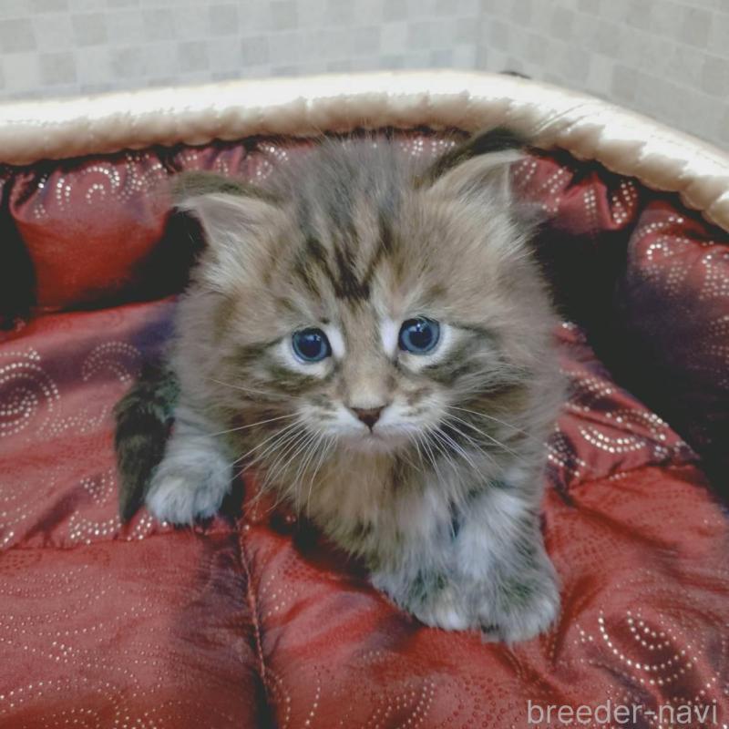 販売中の神奈川県のメインクーン-136760の3枚目