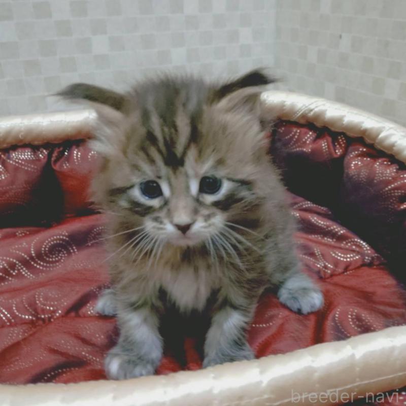 販売中の神奈川県のメインクーン-136760