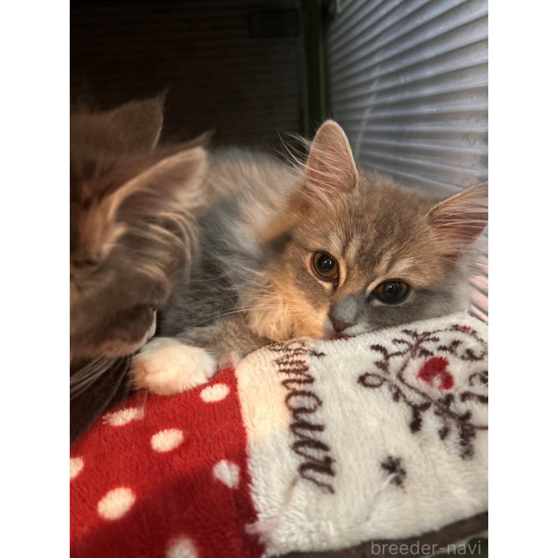 成約済の三重県のサイベリアン-136761の4枚目