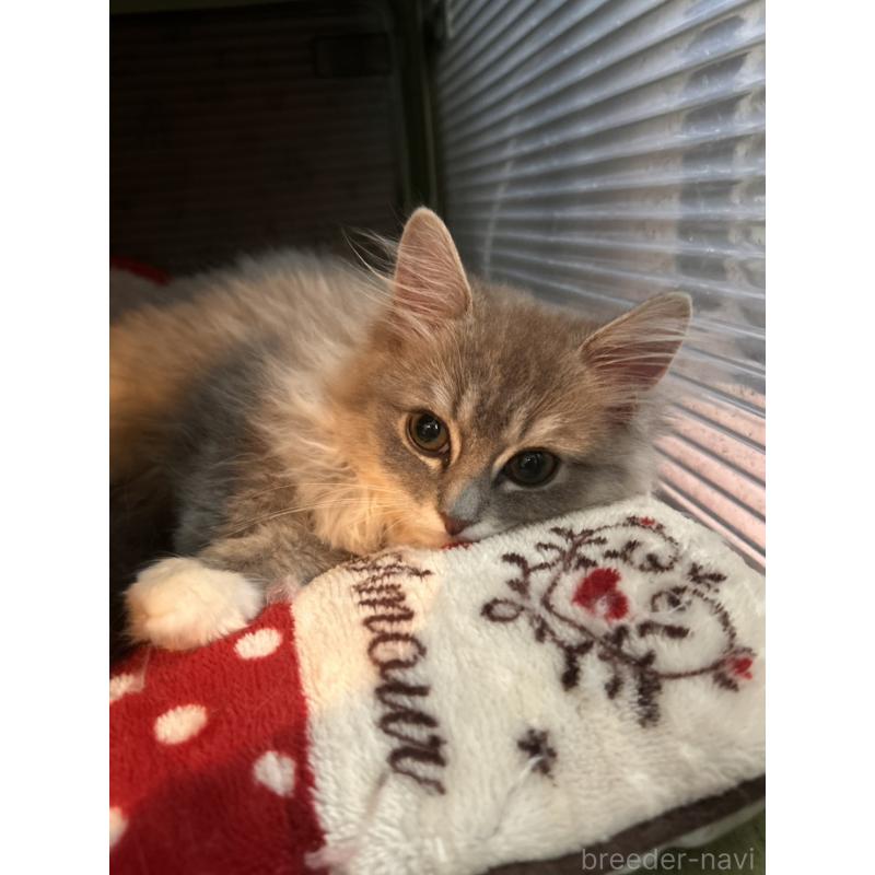 成約済の三重県のサイベリアン-136761の3枚目