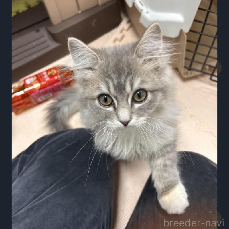 成約済の三重県のサイベリアン-136761の2枚目