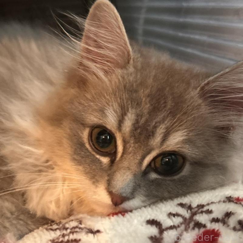 成約済の三重県のサイベリアン-136761の1枚目