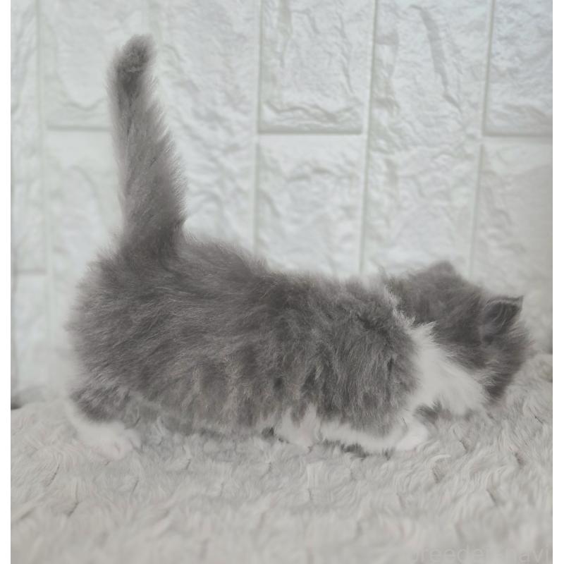 成約済の福岡県のマンチカン(短足)-135648の5枚目