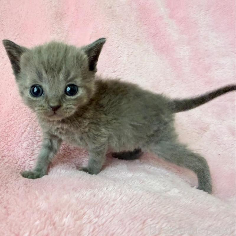 販売中の静岡県のシャルトリュー-136778の1枚目