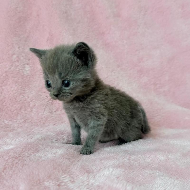 販売中の静岡県のシャルトリュー-136778の2枚目