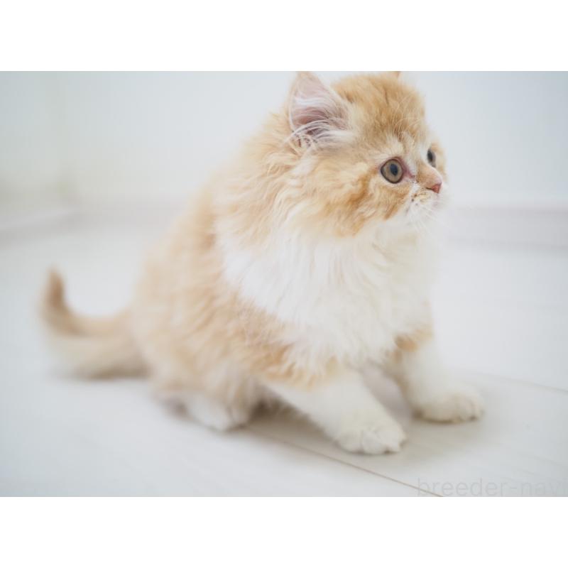 成約済の埼玉県のスコティッシュストレート-135846の24枚目