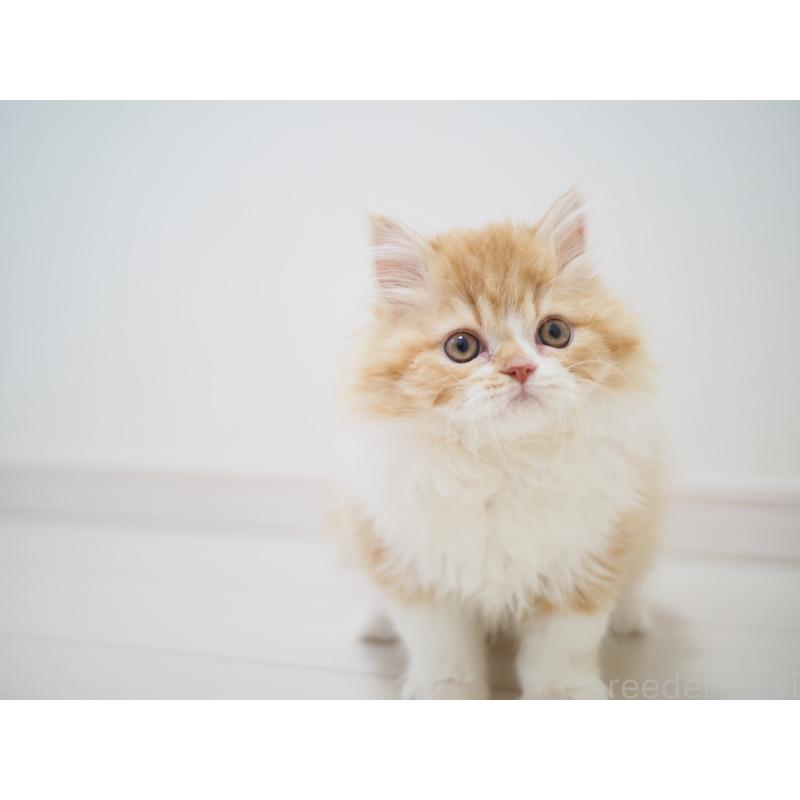 成約済の埼玉県のスコティッシュストレート-135846の23枚目