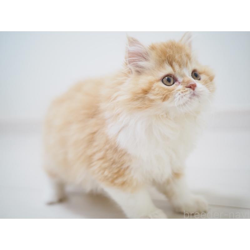 成約済の埼玉県のスコティッシュストレート-135846の22枚目