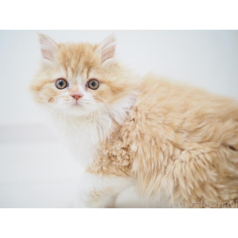 成約済の埼玉県のスコティッシュストレート-135846の21枚目