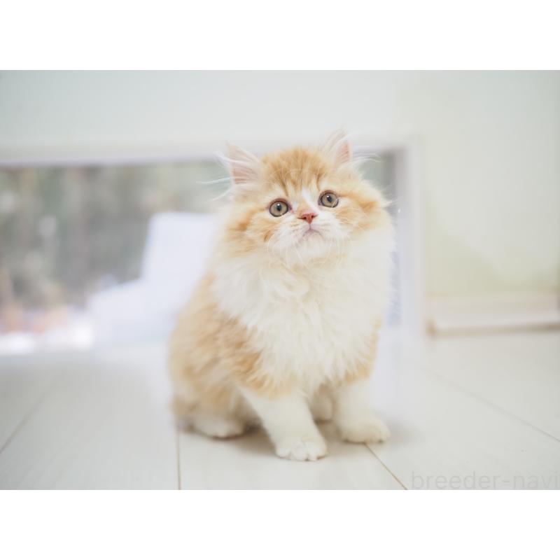 成約済の埼玉県のスコティッシュストレート-135846の20枚目