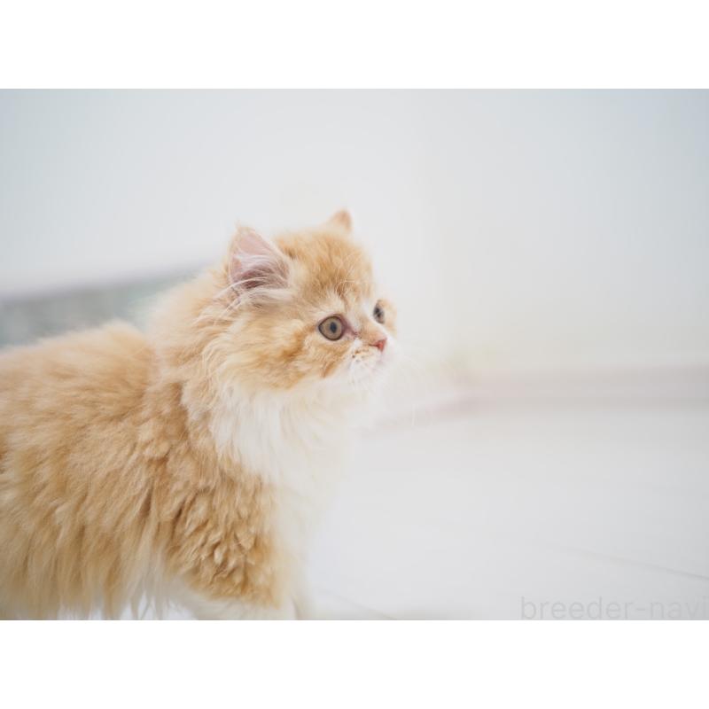 成約済の埼玉県のスコティッシュストレート-135846の19枚目