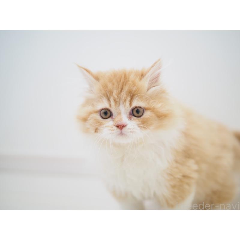 成約済の埼玉県のスコティッシュストレート-135846の18枚目