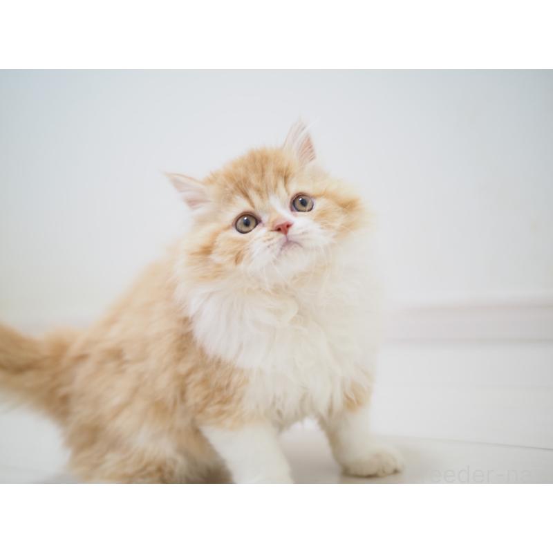 成約済の埼玉県のスコティッシュストレート-135846の17枚目