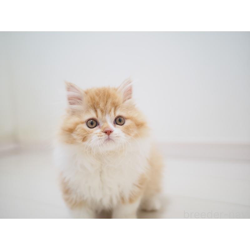 成約済の埼玉県のスコティッシュストレート-135846の16枚目