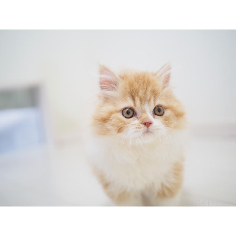 成約済の埼玉県のスコティッシュストレート-135846の15枚目