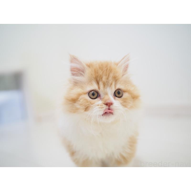 成約済の埼玉県のスコティッシュストレート-135846の14枚目