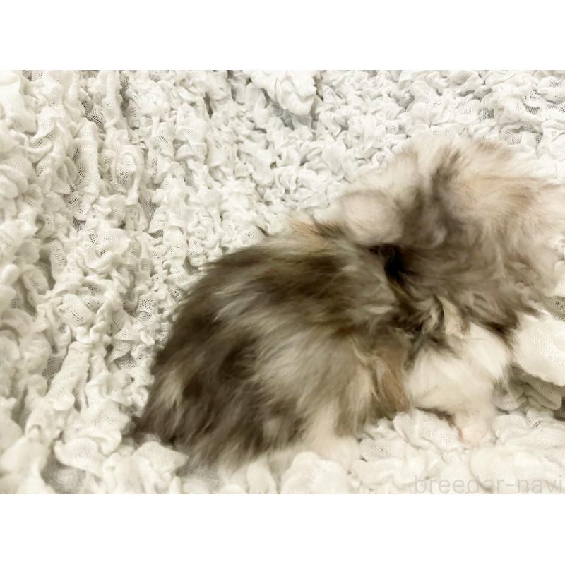 販売中の島根県のミヌエット(短足)-136796の4枚目