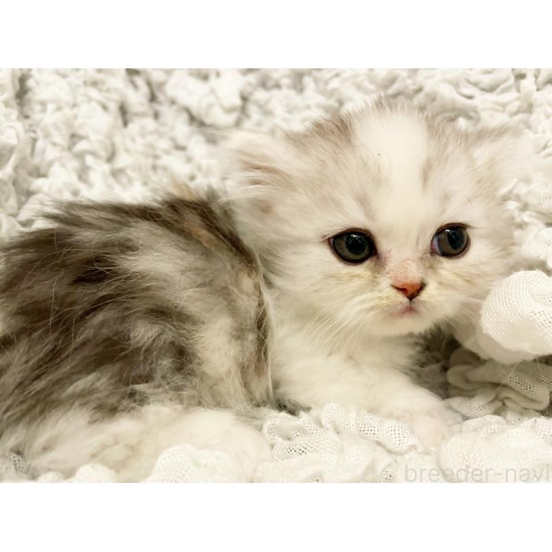 販売中の島根県のミヌエット(短足)-136796の3枚目