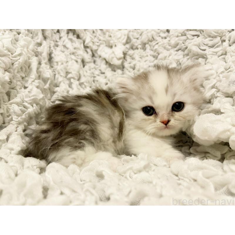 販売中の島根県のミヌエット(短足)-136796の2枚目