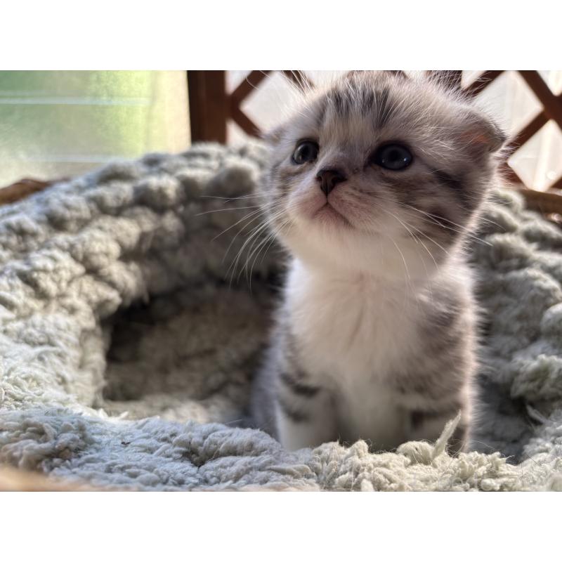 販売中の千葉県のスコティッシュフォールド(折れ耳)-136097の3枚目