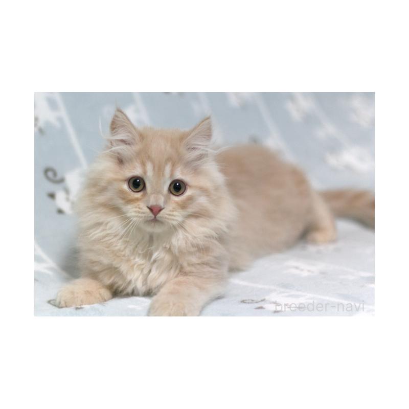 販売中の群馬県のミヌエット-133572の6枚目