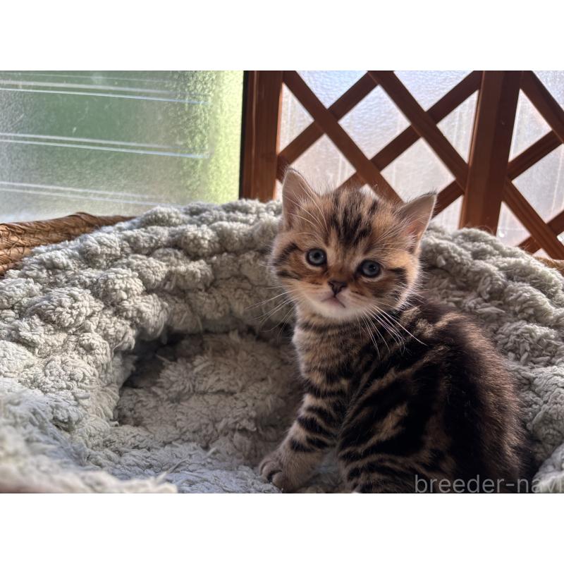 成約済の千葉県のスコティッシュフォールド-136096の4枚目