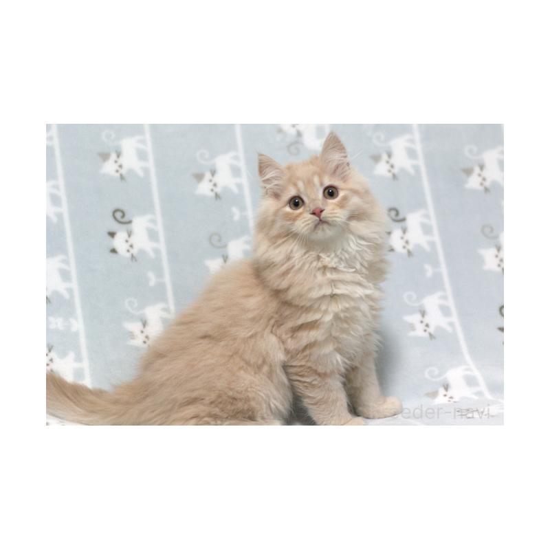 販売中の群馬県のミヌエット-133572の5枚目