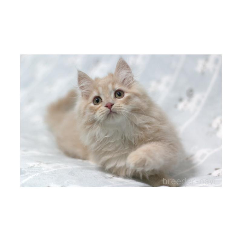 販売中の群馬県のミヌエット-133572の3枚目