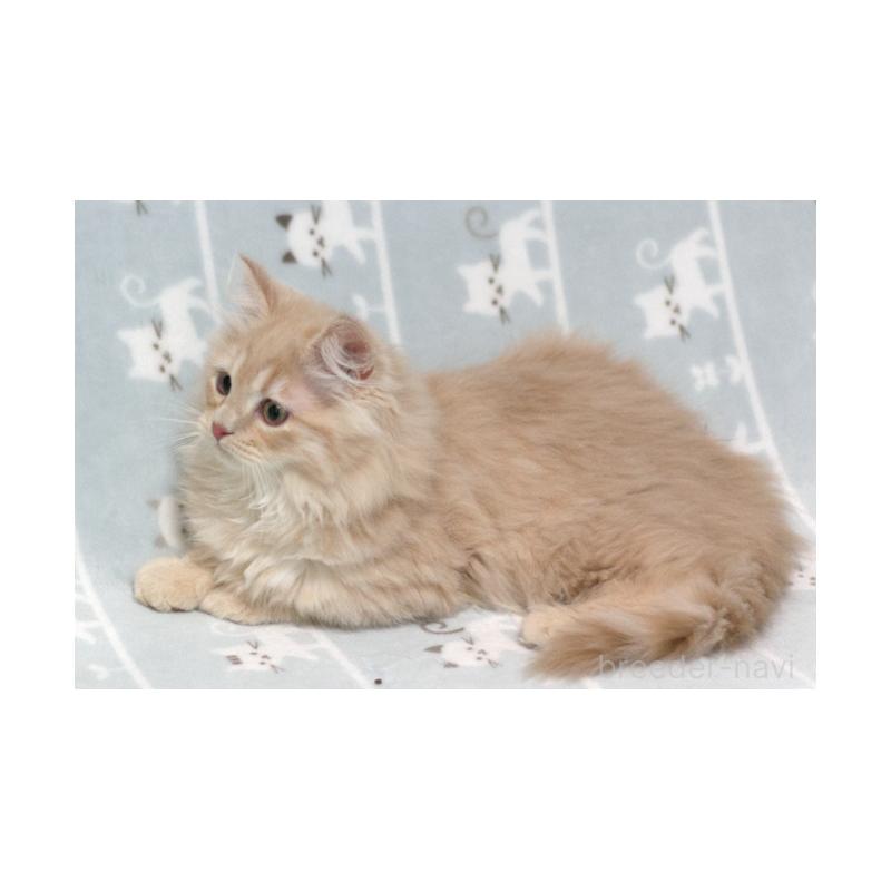 販売中の群馬県のミヌエット-133572の2枚目