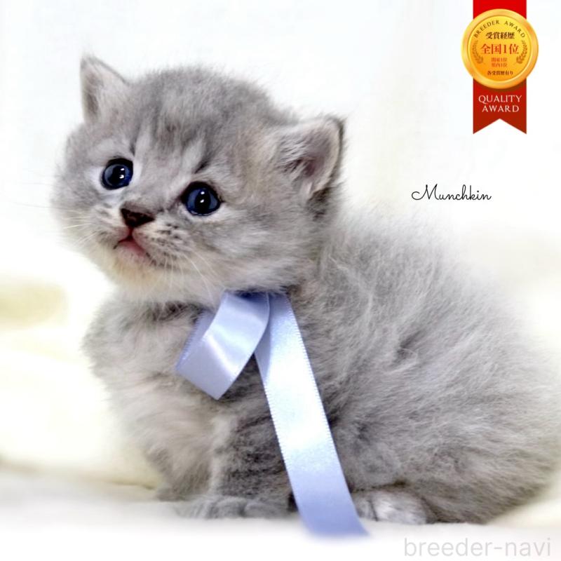 商談中の栃木県のマンチカン(短足)-136373