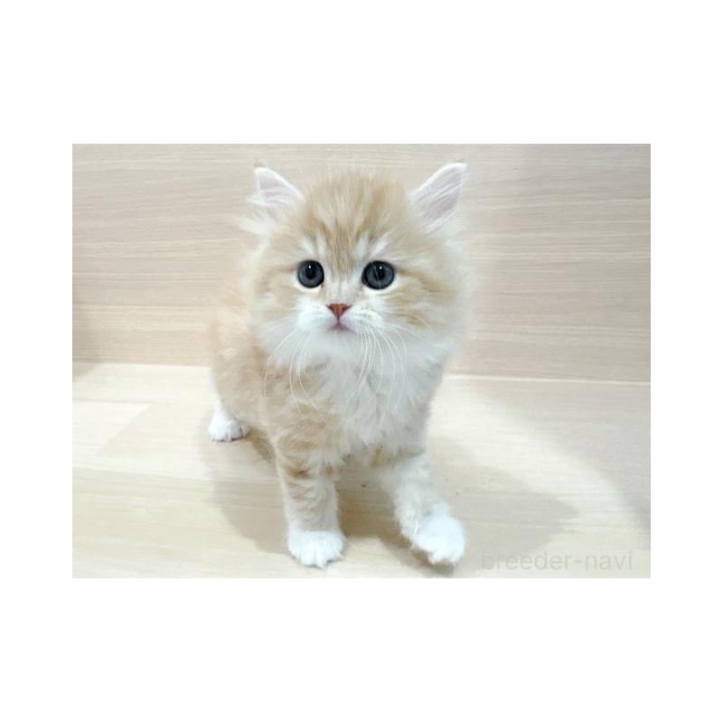 販売中の東京都のスコティッシュフォールド-136800の1枚目