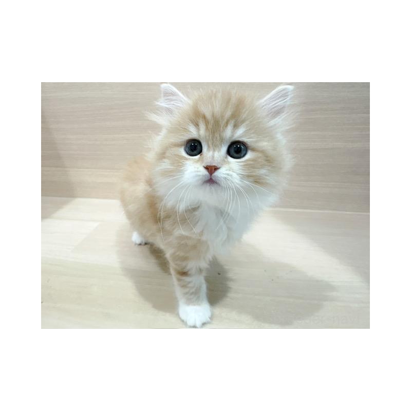 販売中の東京都のスコティッシュフォールド-136800の4枚目