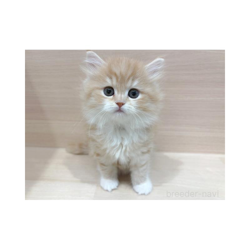 販売中の東京都のスコティッシュフォールド-136800の3枚目