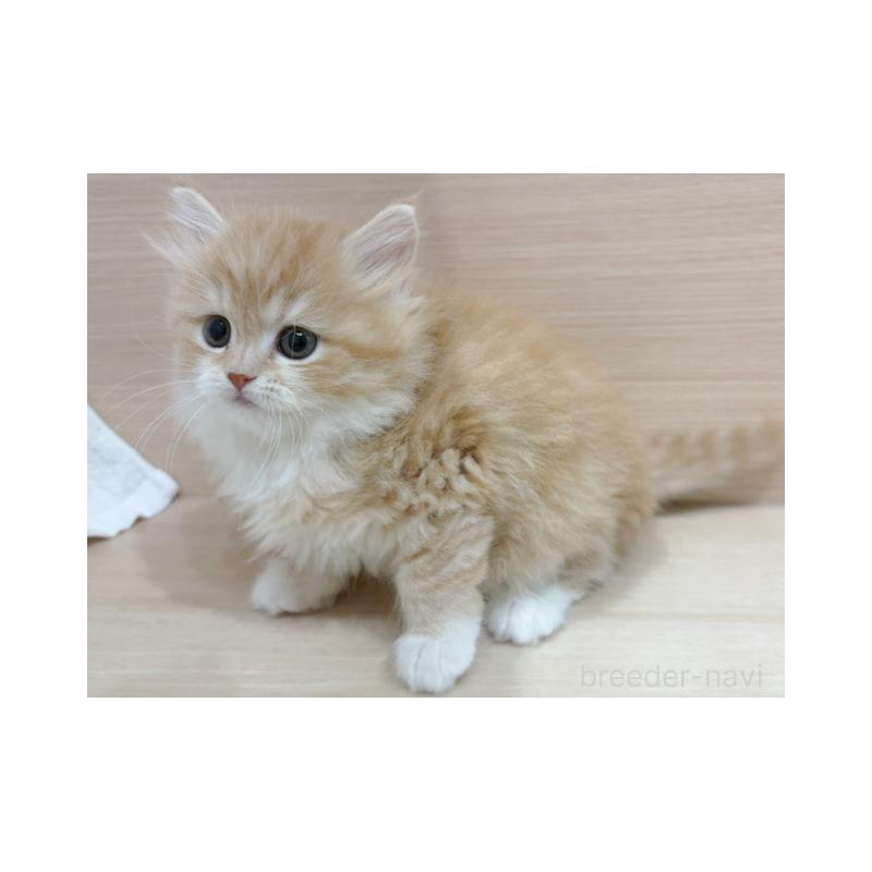 販売中の東京都のスコティッシュフォールド-136800の2枚目