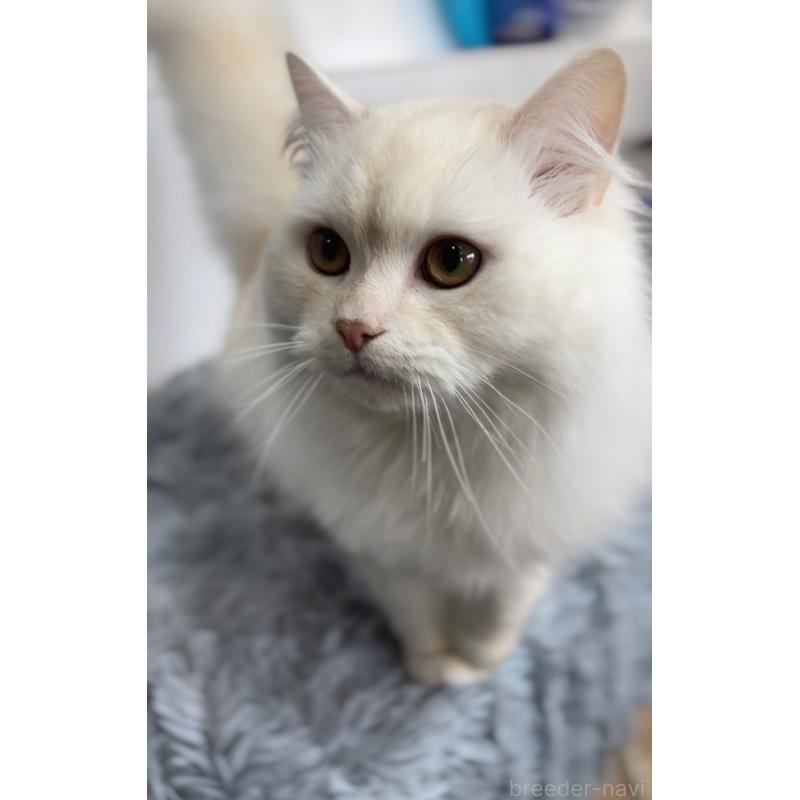 販売中の長野県のミヌエット-130290の8枚目