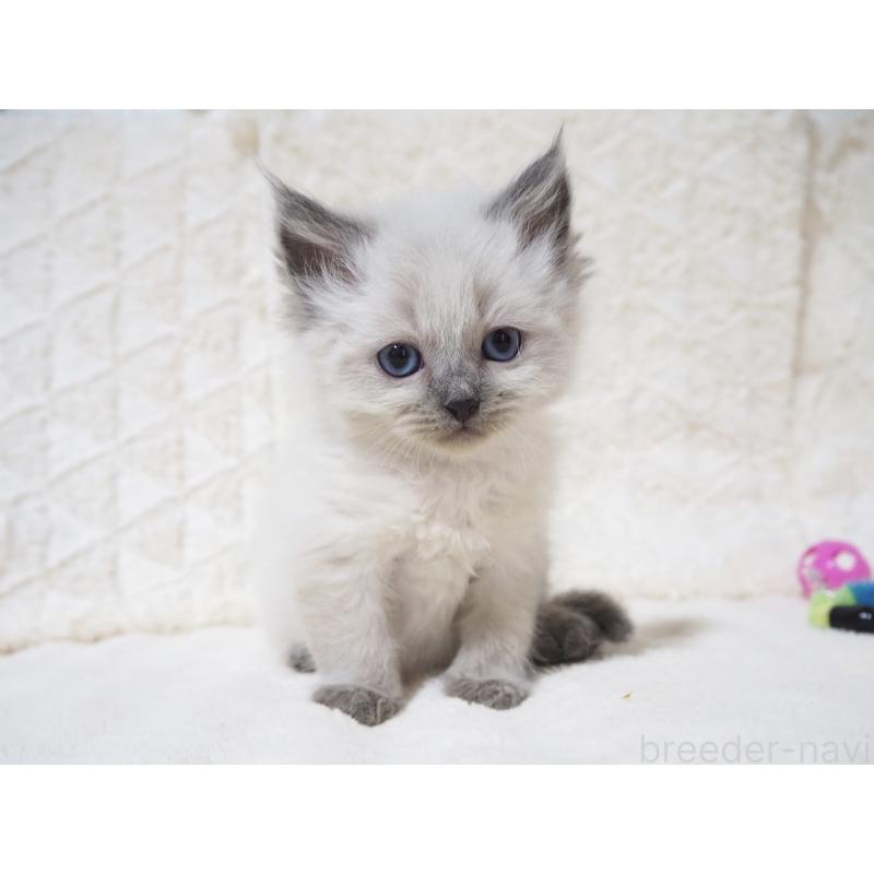 商談中の大阪府のサイベリアン-135399の9枚目