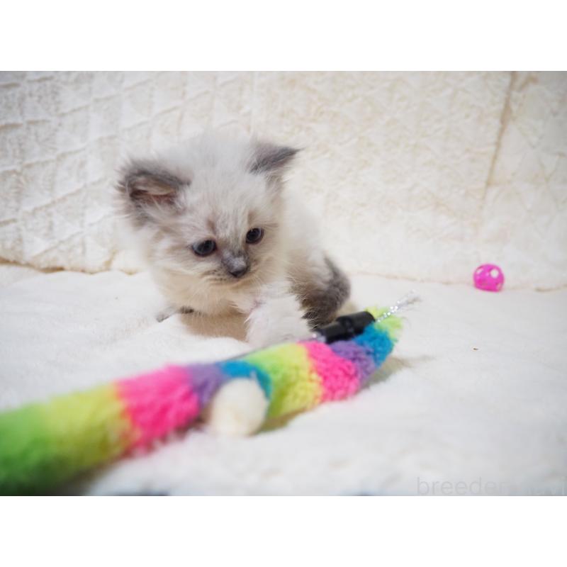 商談中の大阪府のサイベリアン-135399の8枚目