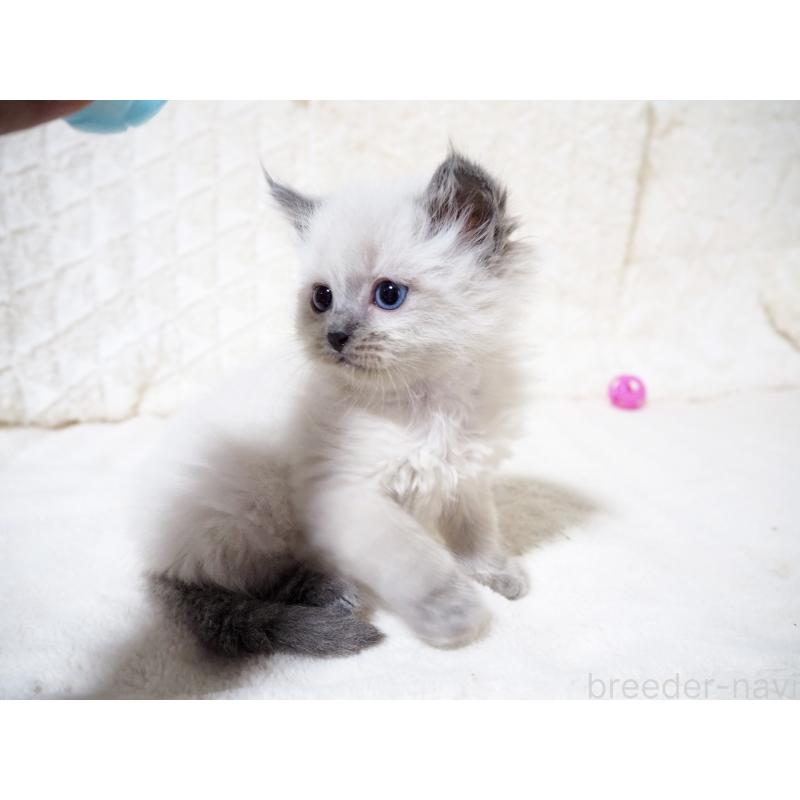 商談中の大阪府のサイベリアン-135399の7枚目