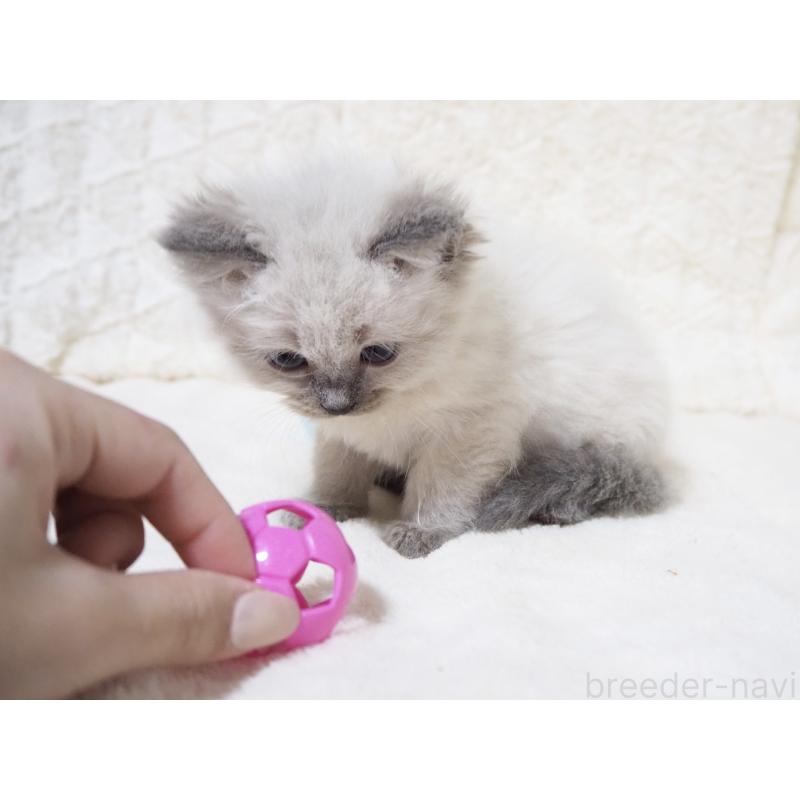 商談中の大阪府のサイベリアン-135399の6枚目